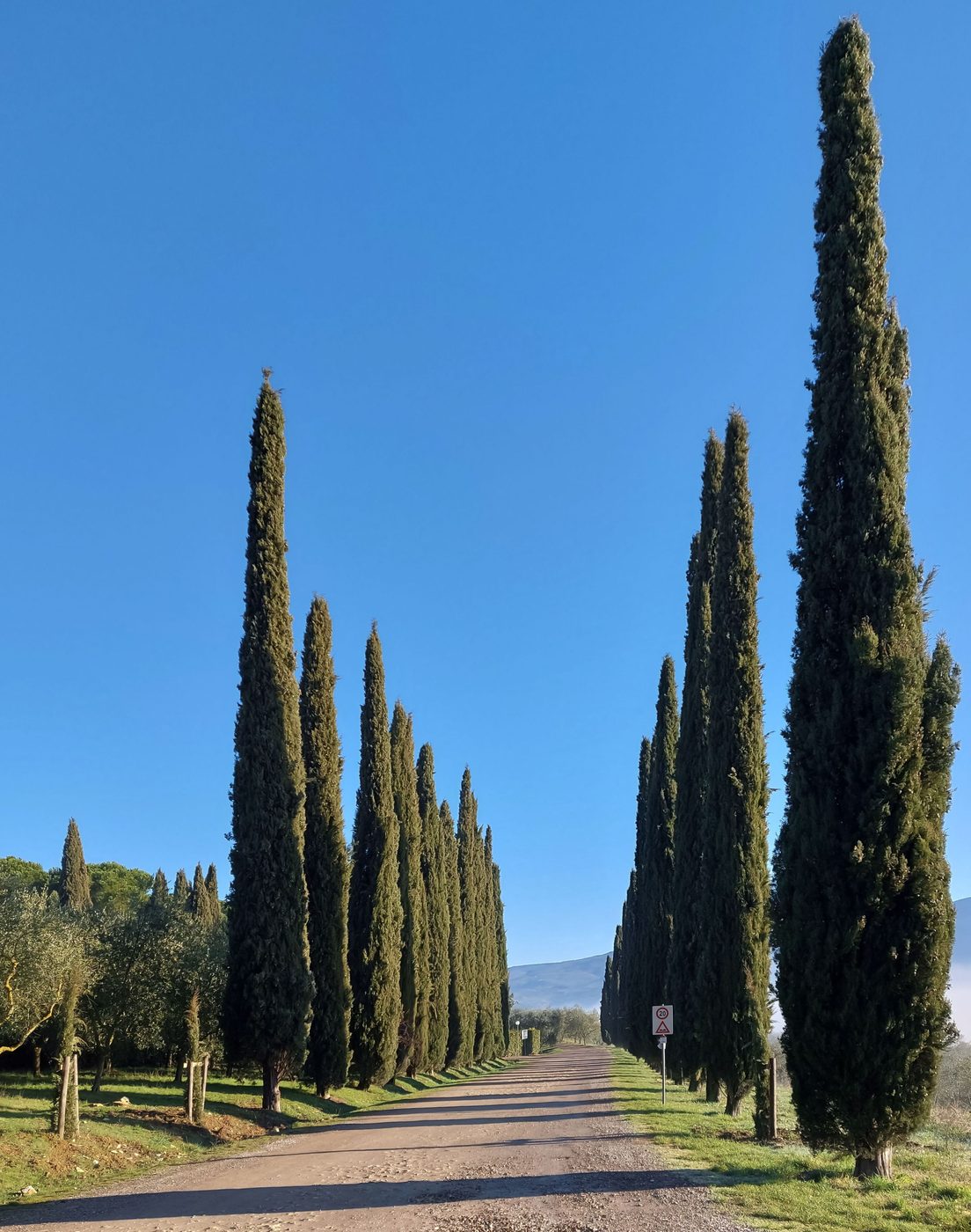 A gravel avenue lined with Italian cypresses in Tuscany.